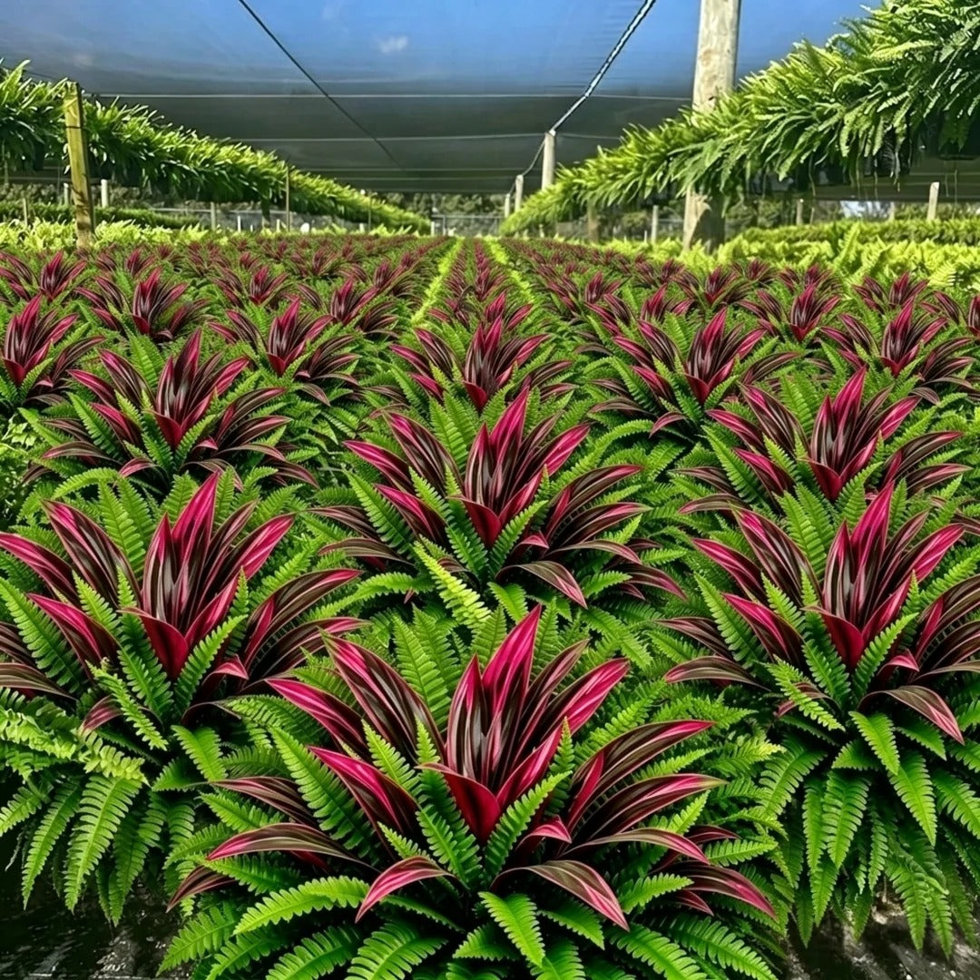 UV-Resistant Artificial Fern & Red Dracaena Decorative Plants - Full, Lush & Fade-Resistant!